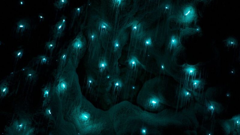 Waitangi: Kawiti Glow Worm Cave & Opua Kauri Forest Walk - Starting Locations