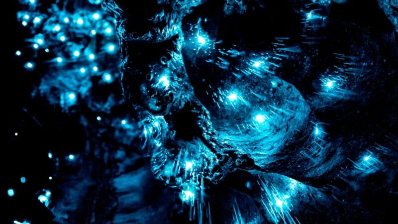 Waitangi: Kawiti Glow Worm Cave & Opua Kauri Forest Walk - Additional Information