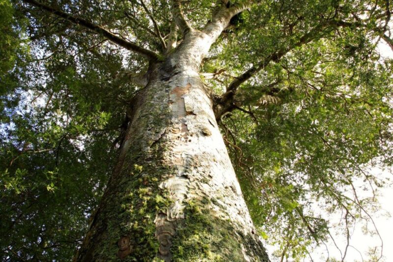 Waitangi: Kawiti Glow Worm Cave & Opua Kauri Forest Walk - Recap
