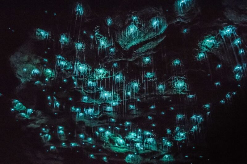 Waitomo: Glowworm Caves Guided Tour by Boat - Tour Inclusions