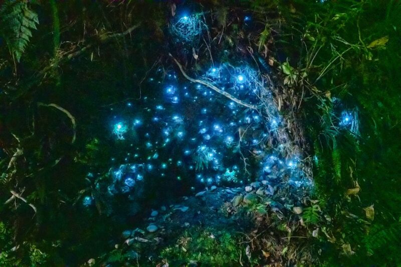 Waitomo: Glowworm Caves Guided Tour by Boat - Boat Glide Through Caves