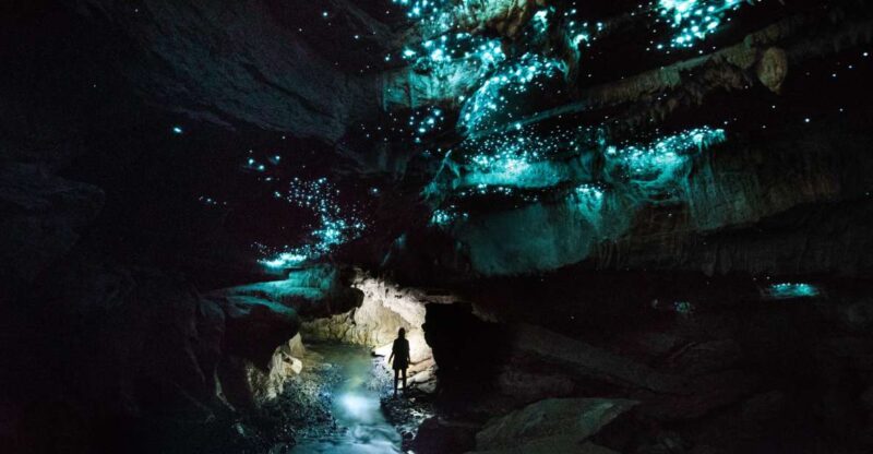 Waitomo: Guided Eco-Cave Tour - Experience Highlights