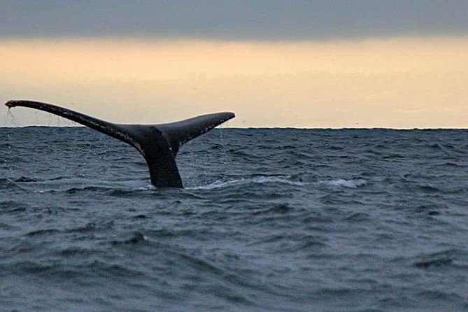 Waitukubuli Dolphin and Whale Watch in Dominica - About the Company