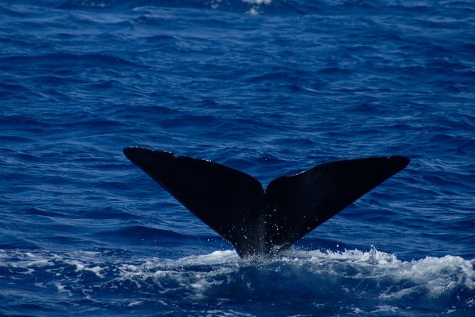 Waitukubuli Dolphin and Whale Watch in Dominica - Preparing for the Tour