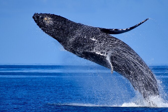 Wake up With the Whales Cruise From Kawaihae Harbor - Price and Booking Information