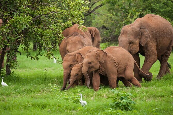 Walawe Palm Safari Udawalawe - Who Is This Tour Best For?