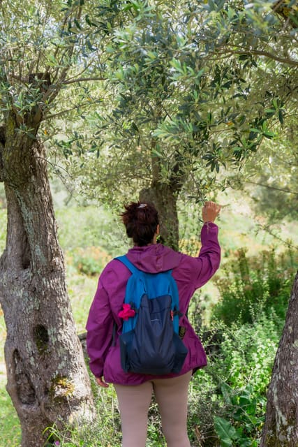 Walk Among the Olive Trees (Private Group Experience) - Inclusions