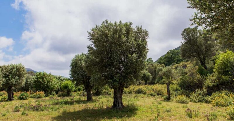 Walk Among the Olive Trees (Private Group Experience) - Experience Highlights