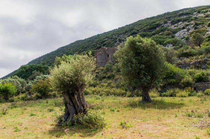 Walk Among the Olive Trees (Private Group Experience) - Engaging With Nature