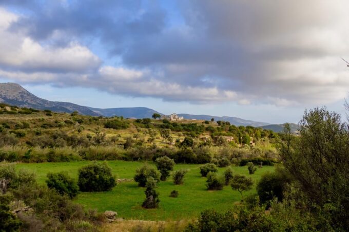 Walk Among the Olive Trees (Private Group Experience) - Archaeological Visit