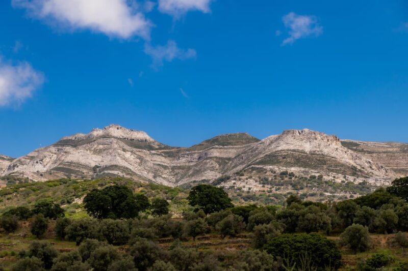 Walk Among the Olive Trees (Small Group Experience) - Experience Highlights