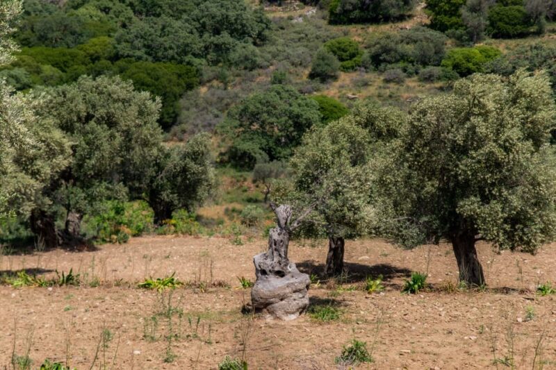 Walk Among the Olive Trees (Small Group Experience) - Included Features