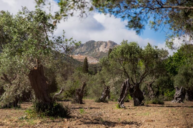 Walk Among the Olive Trees (Small Group Experience) - Booking Information
