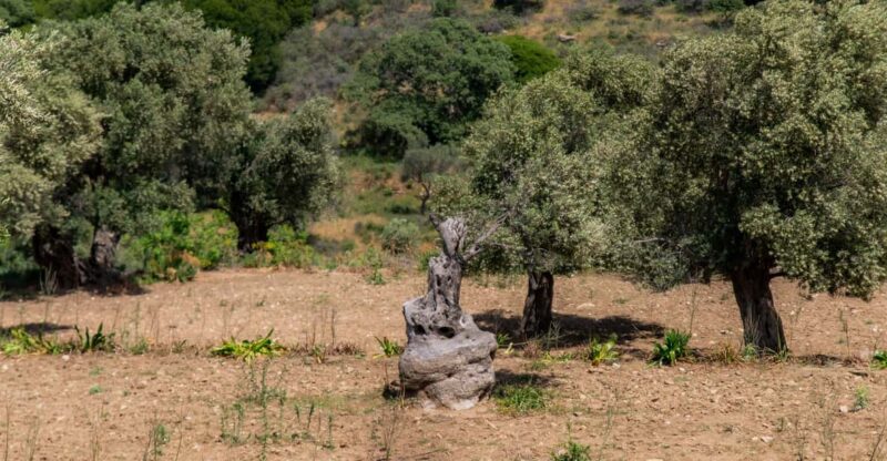 Walk Among the Olive Trees (Small Group Experience) - Additional Information