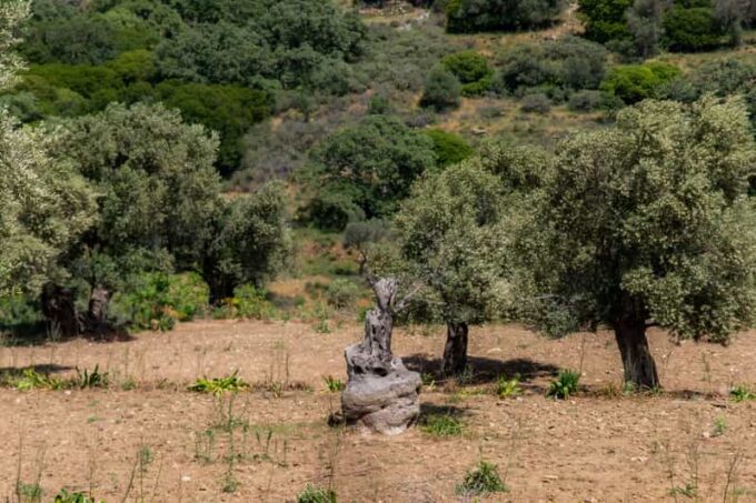 Walk Among the Olive Trees (Small Group Experience) - Duration and Group Size