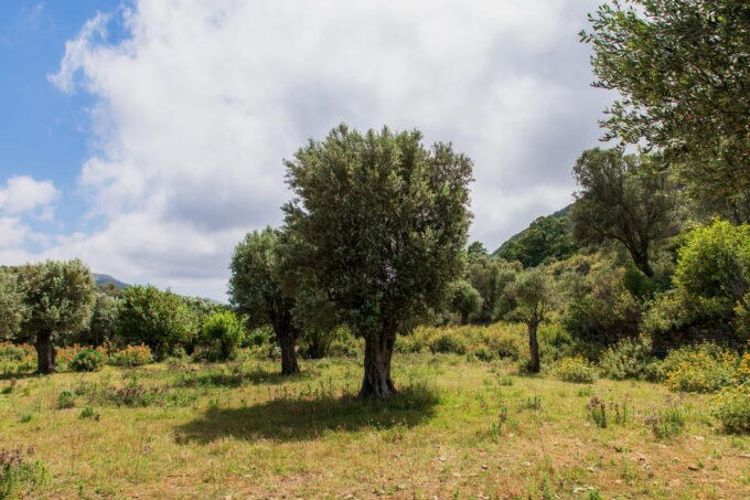 Walk Among the Olive Trees (Small Group Experience) - Cancellation Policy