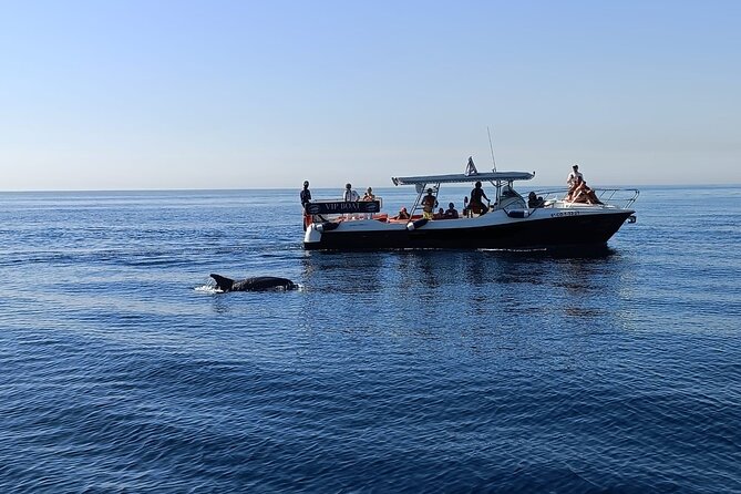Walk and Dolphin Watching in Fuengirola + 1 Drink - Key Points