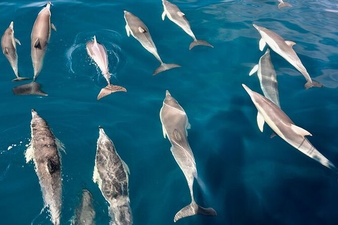 Walk and Dolphin Watching in Fuengirola + 1 Drink - Additional Information