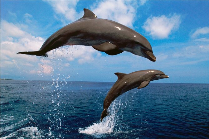 Walk and Dolphin Watching in Fuengirola + 1 Drink - Review Breakdown