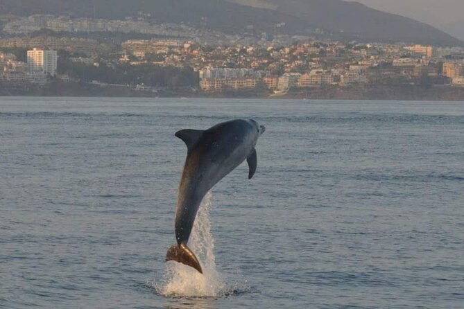 Walk and Dolphin Watching in Fuengirola + 1 Drink - Activity Description