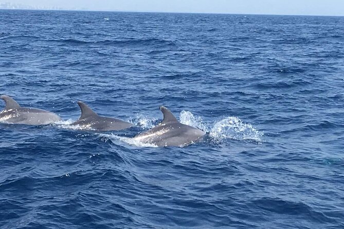 Walk and Dolphin Watching in Fuengirola + 1 Drink - Scheduling and Cancellation
