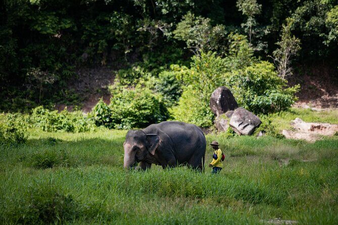 Walk and Feed at Bukit Elephant Park Phuket - Key Points