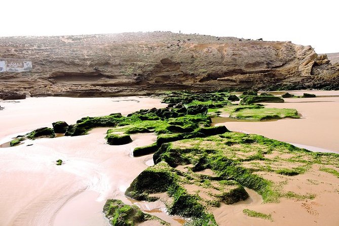 Walk Between Argan Forest, Ocean & Waterfalls - Inclusions
