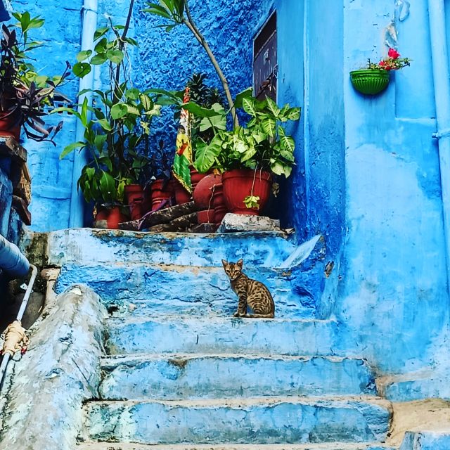 Walk In Blue City - Exploring the Blue City