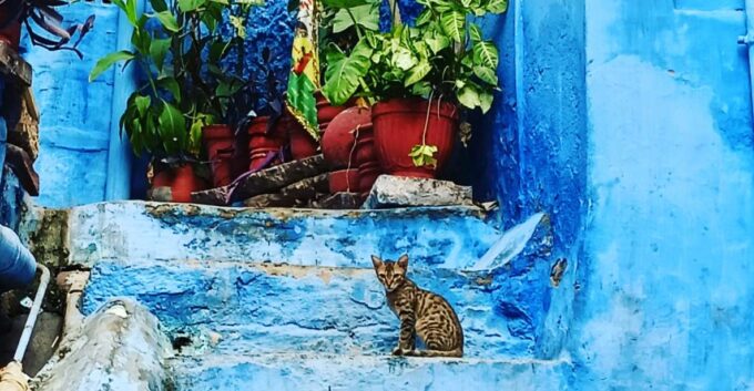 Walk In Blue City - Krishna Temple Visit