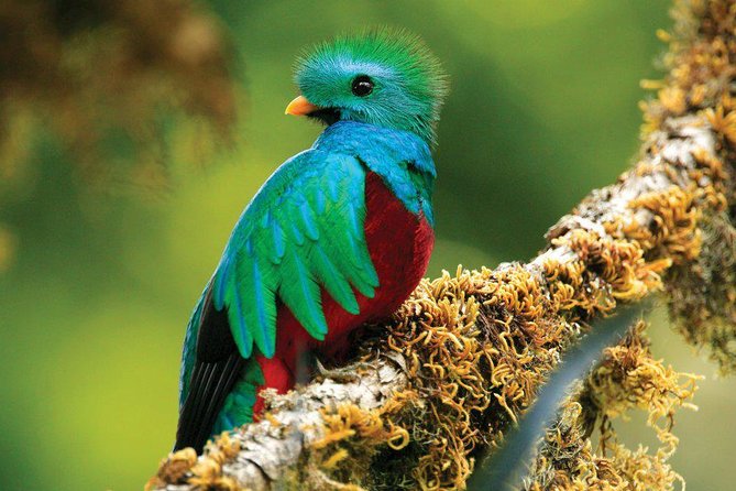 Walk in Monteverde Cloud Forest - Hiking Trails and Paths
