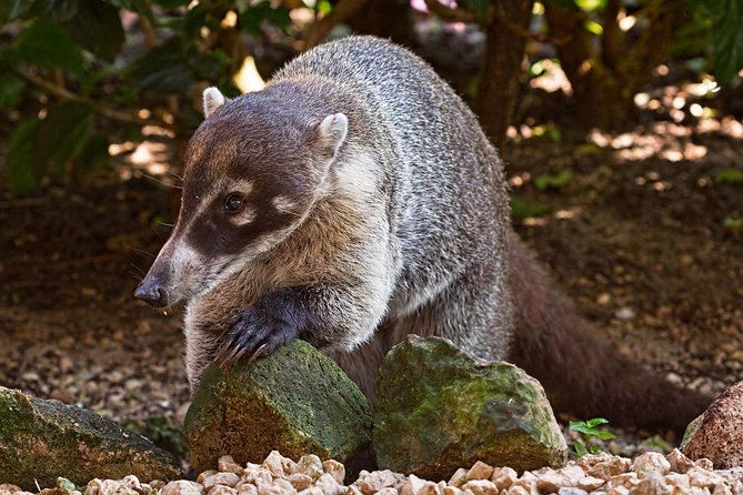 Walk in Monteverde Cloud Forest - Wildlife Viewing Opportunities