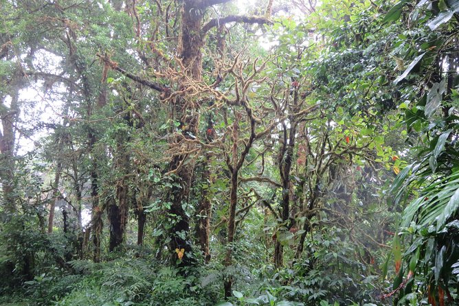 Walk in Monteverde Cloud Forest - Testimonials and Feedback