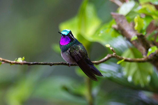 Walk in Monteverde Cloud Forest Plus Horseback Riding - Pickup and Schedule Details