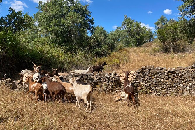 Walk in the Hills With Goat Herder-Local Honey, Wine and Cheese Tasting - Included Offerings