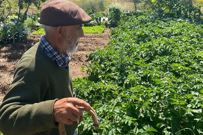 Walk in the Hills With Goat Herder-Local Honey, Wine and Cheese Tasting - Savoring Local Delicacies