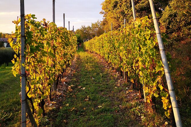 Walk in the Vineyard With Tasting - Schedule and Availability