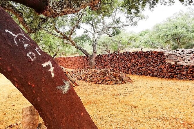 Walk on the Alentejo Cork Forest With Optional Lunch - Good To Know