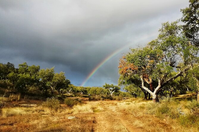 Walk on the Alentejo Cork Forest With Optional Lunch - Health and Accessibility