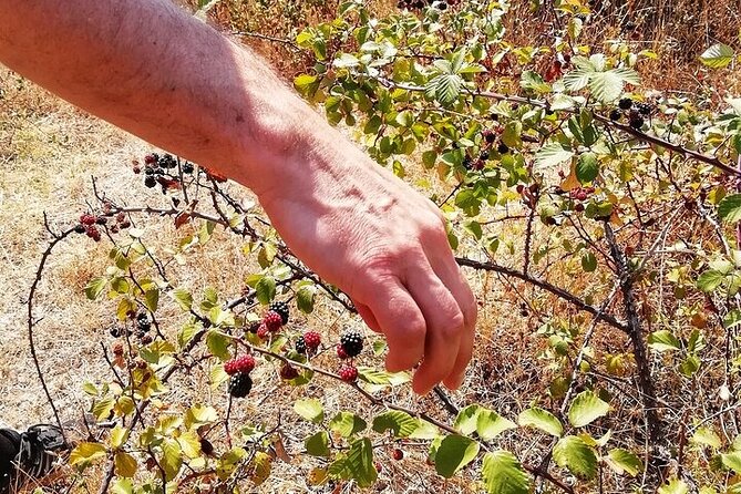 Walk on the Alentejo Cork Forest With Optional Lunch - Exploring the Cork Forest