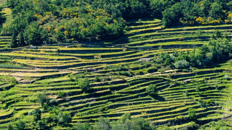 Walk & Picnic Peneda Gerês National Park - Guided - Culinary Experience