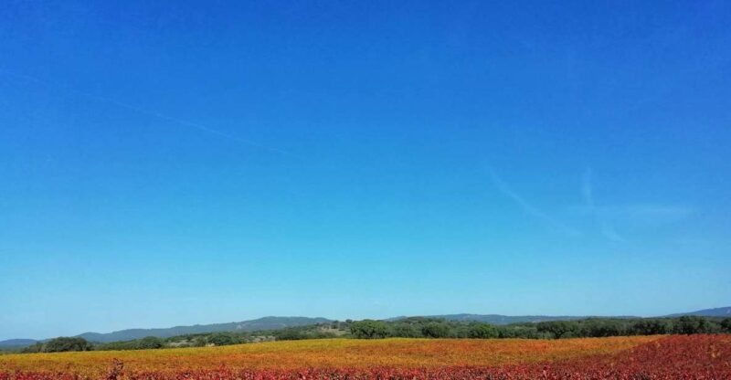 Walk the Cork Forest Experience Pack - Key Points