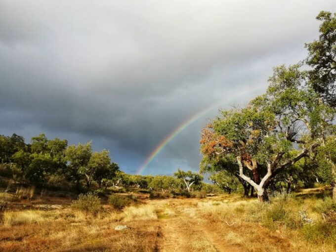 Walk the Cork Forest Experience Pack - Winery Visit and Tasting