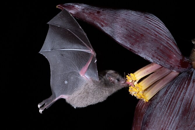 Walk Treasures of the Night - Exploring the Refuge at Night