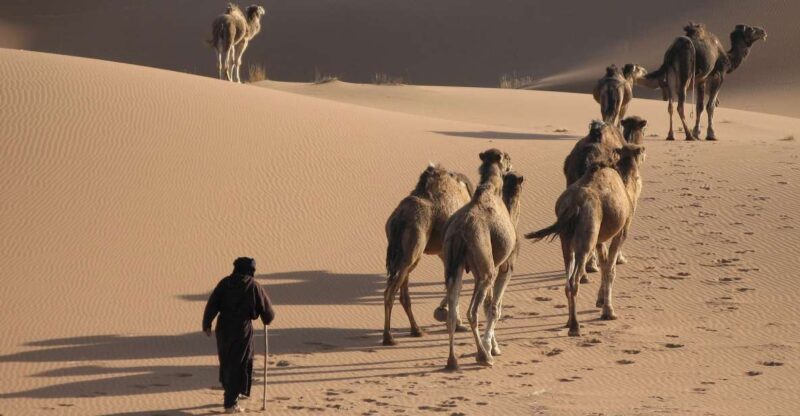 Walk Trek 8 Day From Marrakech to Erg Chegaga Camel Trekking - Sahara Desert Exploration