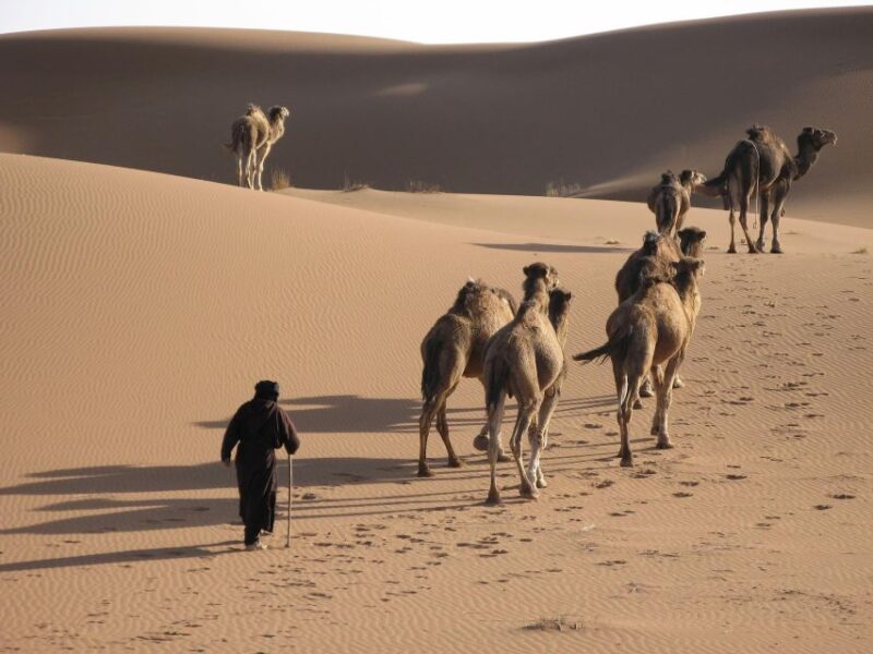 Walk Trek 8 Day From Marrakech to Erg Chegaga Camel Trekking - Support Team and Equipment