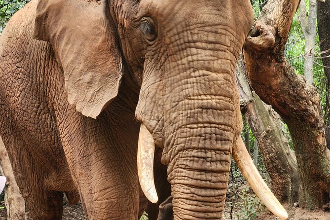 Walk With Elephants Experience Plus Monkey Forest Walk - Pickup and Meeting Details