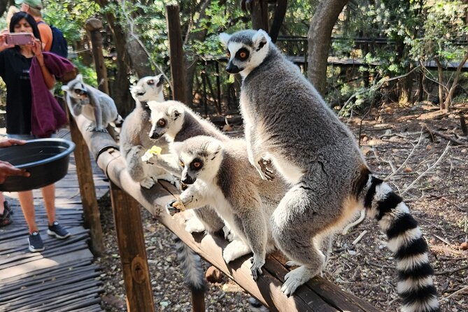 Walk With Elephants Experience Plus Monkey Forest Walk - Pricing and Booking