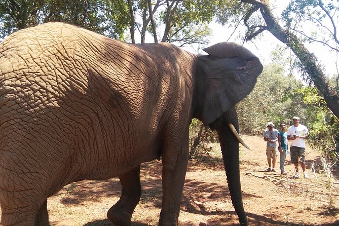Walk With Elephants in Their Natural Environment - Location and Duration
