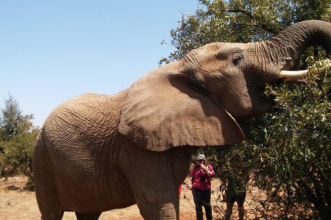 Walk With Elephants in Their Natural Environment - Inclusions