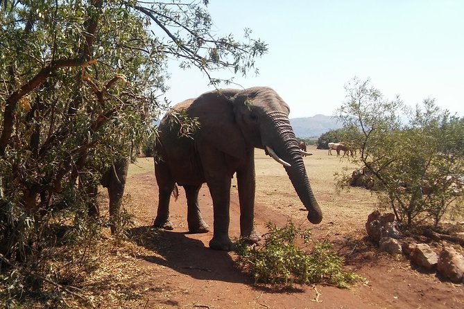 Walk With Elephants in Their Natural Environment - Unique Experiences